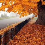 October 2015 Challenge – Autumn