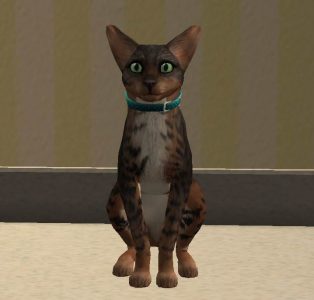 Crystal Arlington - Cat